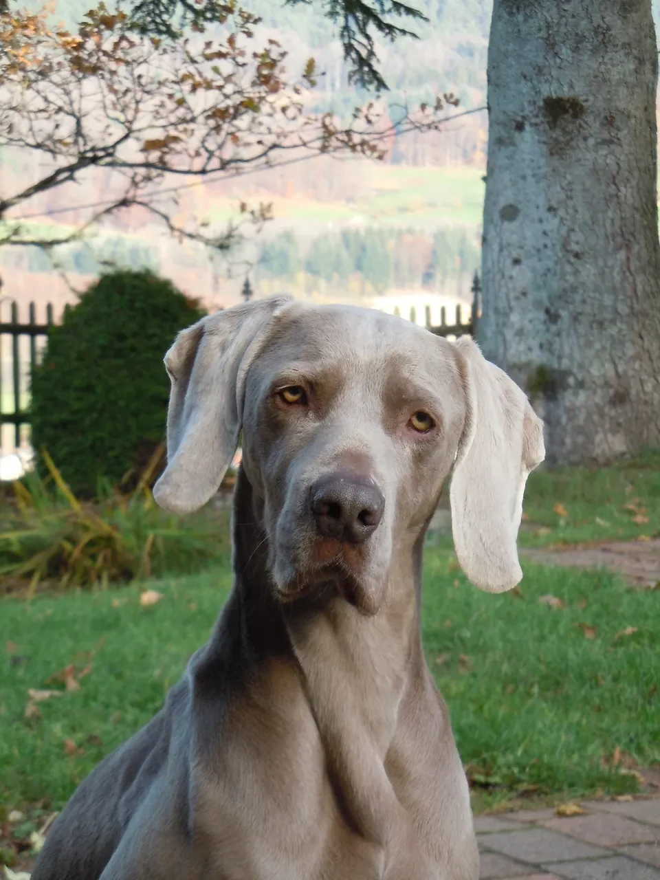 Weimaraner im Garten mit Blick in die Landschaft